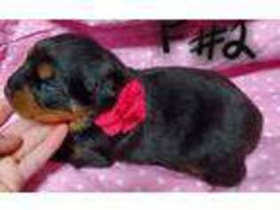 Rottweiler Puppy for sale in Brodhead, KY, USA