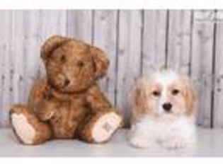 Medium Photo #1 Cavachon Puppy For Sale in Columbus, OH, USA
