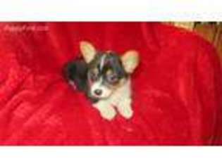 Pembroke Welsh Corgi Puppy for sale in Howe, OK, USA