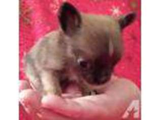 Chihuahua Puppy for sale in MESQUITE, TX, USA