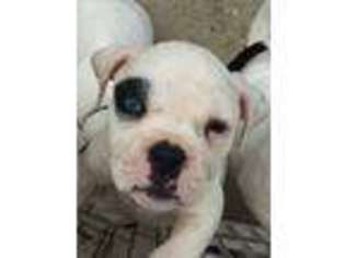 Alapaha Blue Blood Bulldog Puppy for sale in Galt, CA, USA