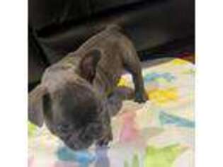 French Bulldog Puppy for sale in Douglas, GA, USA