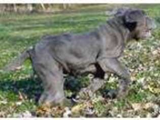Neapolitan Mastiff Puppy for sale in Butler, MO, USA