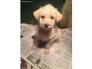 Labradoodle Puppy for sale in Greensburg, KY, USA