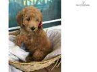 Goldendoodle Puppy for sale in Tulsa, OK, USA