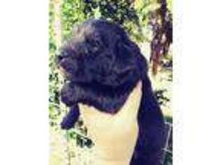Newfoundland Puppy for sale in Defuniak Springs, FL, USA