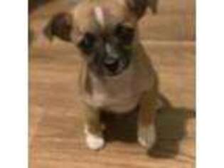 Chihuahua Puppy for sale in Nichols, SC, USA