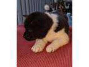 Akita Puppy for sale in Durham, NC, USA