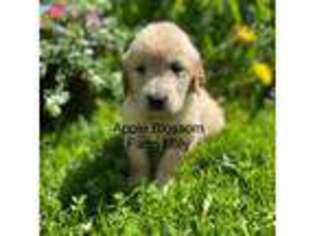 Golden Retriever Puppy for sale in Great Valley, NY, USA