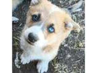 Cardigan Welsh Corgi Puppy for sale in Ellensburg, WA, USA