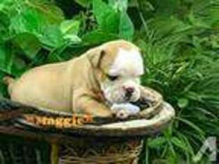 Bulldog Puppy for sale in HAYS, NC, USA