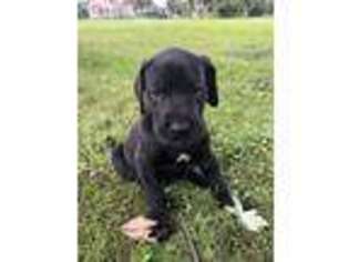 Great Dane Puppy for sale in Columbus, OH, USA