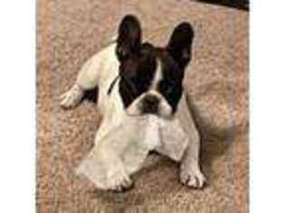 French Bulldog Puppy for sale in Worthington, KY, USA