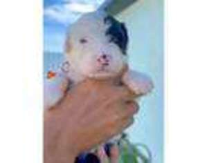 Old English Sheepdog Puppy for sale in Cape Coral, FL, USA