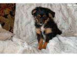 Miniature Australian Shepherd Puppy for sale in Salt Lake City, UT, USA