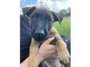 Belgian Malinois Puppy for sale in Wentzville, MO, USA