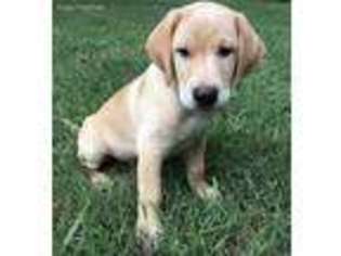 Labrador Retriever Puppy for sale in Dalton, GA, USA