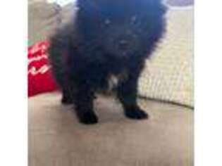 Pomeranian Puppy for sale in Laveen, AZ, USA