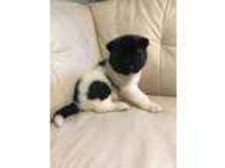 Akita Puppy for sale in Queens, NY, USA
