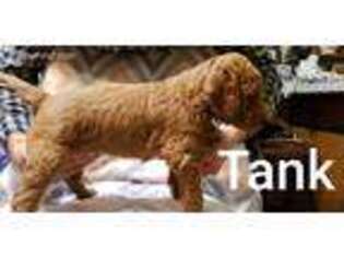 Goldendoodle Puppy for sale in Rockville, VA, USA