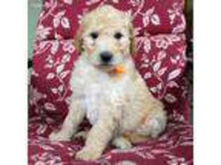 Goldendoodle Puppy for sale in Williamsport, OH, USA