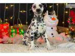 Dalmatian Puppy for sale in Springfield, MO, USA