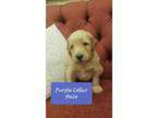 Goldendoodle Puppy for sale in Beatrice, NE, USA