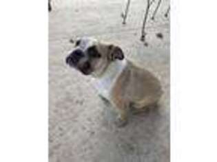 Bulldog Puppy for sale in Seagoville, TX, USA