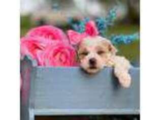 Bichon Frise Puppy for sale in Lena, LA, USA