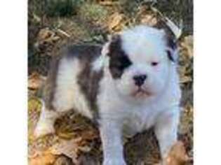 Bulldog Puppy for sale in Belle Plaine, MN, USA