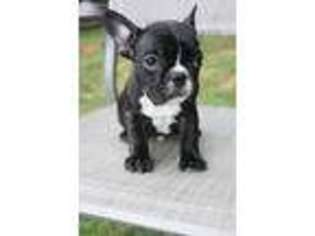 French Bulldog Puppy for sale in Pleasanton, CA, USA