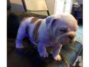 Bulldog Puppy for sale in BALTIMORE, MD, USA