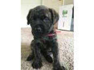 Mastiff Puppy for sale in Belton, MO, USA