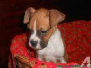 Boxer Puppy for sale in HAYWARD, CA, USA