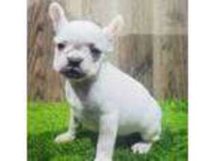 French Bulldog Puppy for sale in Donnellson, IA, USA