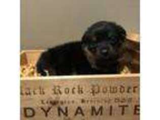 Rottweiler Puppy for sale in Lancaster, MN, USA