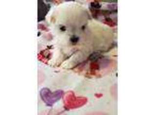 Maltese Puppy for sale in Burton, MI, USA