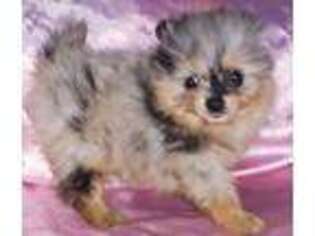 Pomeranian Puppy for sale in Kingman, AZ, USA