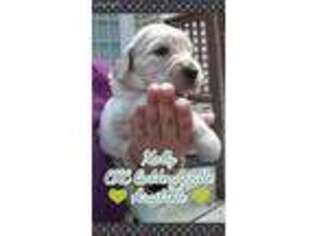 Goldendoodle Puppy for sale in Raeford, NC, USA