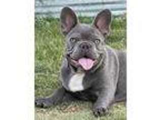 French Bulldog Puppy for sale in Elkhart, KS, USA
