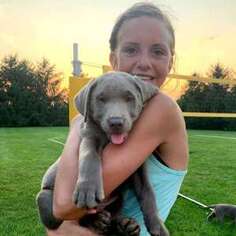 Labrador Retriever Puppy for sale in Rockford, OH, USA