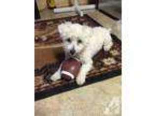 Bichon Frise Puppy for sale in PIKETON, OH, USA