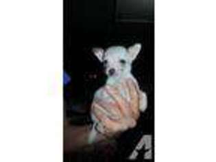 Chihuahua Puppy for sale in DAYTON, OH, USA