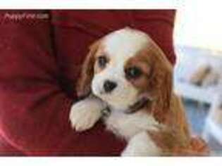 Cavalier King Charles Spaniel Puppy for sale in Kite, GA, USA