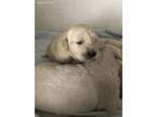 Golden Retriever Puppy for sale in Belding, MI, USA