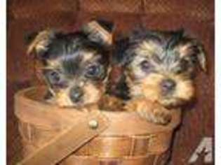 Yorkshire Terrier Puppy for sale in GERRARDSTOWN, WV, USA