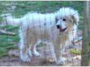 Great Pyrenees Puppy for sale in Rutherfordton, NC, USA