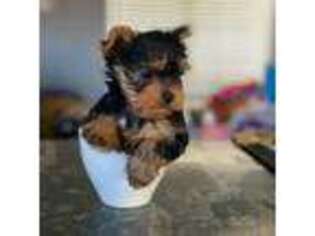 Yorkshire Terrier Puppy for sale in Palmdale, CA, USA