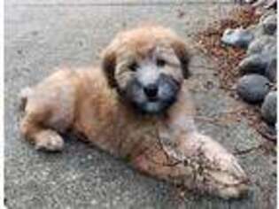 Soft Coated Wheaten Terrier Puppy for sale in Gig Harbor, WA, USA