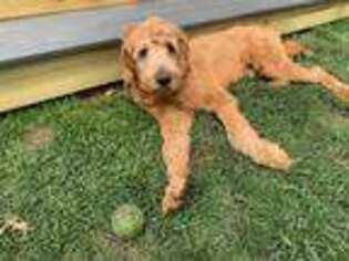 Goldendoodle Puppy for sale in Holbrook, NY, USA